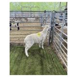 ARCF6772 WHITE RAM 58# P33
