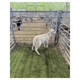 ARCF6774 WHITE RAM 36# P33