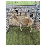 ARCF6786 TAN EWE 84# P32