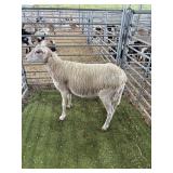 ARCF6787 WHITE EWE 98# P32