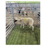 ARCF6770 BROWN WHITE EWE 46# P30A