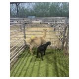 ARCF6714 TAN NANNY+1 61# P42