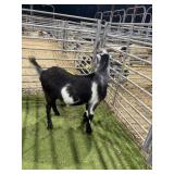 ARCF6719 BLK WHITE WETHER 100# P39