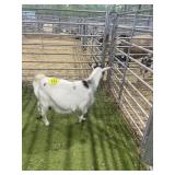 ARCF6704 BLK WHITE DOE 62# P20