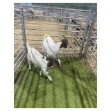 ARCF6710 BROWN WHITE NANNY+1 101# P42