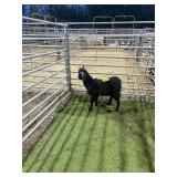 ARCF6717 BLK ND BUCK 27# P40