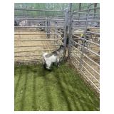 ARCF6706 BLK WHITE BUCK 15# P20