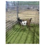 ARCF6707 BROWN WHITE DOE 45# P20