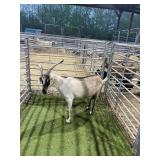 TX26336-0079 BROWN WHITE NEW ZELAND DOE 98# P53