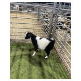 ARCF6716 BLK WHITE ND BUCK 26# P40