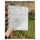 REG DORSET EWE HAS PAPERS 143# P57