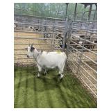 ARCF6708 BROWN WHITE DOE 64# P20