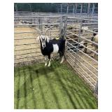 ARC086-CR193 BLK WHITE NEW ZELAND DOE 113# P53