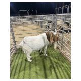 ARCF6721 RED WHITE BOER DOE 154# P24