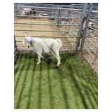 ARC086-CR176 WHITE BUCK KID 32# P53