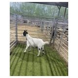 ARCF6702 BLK WHITE DOE 48# P20