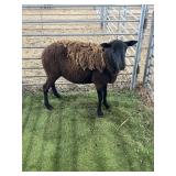 ARCF6608 BLK EWE 94# P50