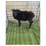 ARCF6605 BLK EWE 119# P50