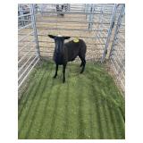 ARCF6602 BLK EWE 67# P50