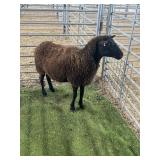 ARCF6601 BLK EWE 92# P50
