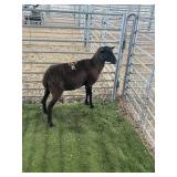 ARCF6607 BLK EWE 66# P50