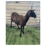 ARCF6604 BLK EWE 85# P50