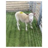 ARCF6800 WHITE EWE LAMB 33# P4