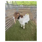 ARCF6721 TRADITIONAL BOER DOE 148# P3