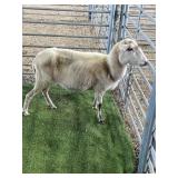 ARCF6799 WHITE EWE 68# P4