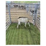 ARCF6410 TRI COLOR DOE 50# P39