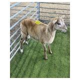 ARCF6806 BROWN RAM LAMB 52# P4