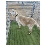 ARCF6808 WHITE LAMANCHA DOE 135# P5