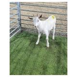 ARCF6809 WHITE LAMANCHA X BUCK KID 40# P5