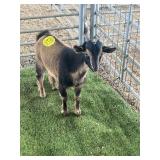 ARCF6811 BROWN BLK BUCK 28# P6