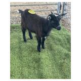 ARCF6812 BLK DOE 23# P6