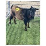 ARCF6817 BROWN BLK ND BUCK 61# P7