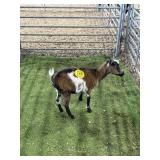 ARBY2921 TRI COLOR DOE 22# P25