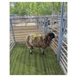 ARBL5274 JACOB EWE 64# P26