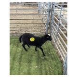 ARCF6404 BLK WHITE RAM LAMB 24# P41