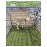 ARCF6409 RED WETHER 80# P40