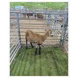 ARBW6019 BARBADO EWE 84# P28