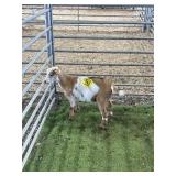 ARCF6888 BOTTLE BABY BUCK 23# P32