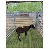 ARCF6899 WHITE EWE 50# P41