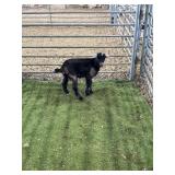 ARCF6883 SPOTTED BLK DOE KID 16# P42