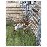 ARCF6889 RED WHITE BOTTLE BABY BUCK 22# P32