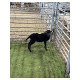 ARCF6405 BLK EWE LAMB # P41