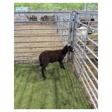 ARCF6406 BROWN WHITE EWE LAMB 32# P41