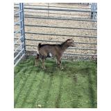 ARCF6890 BLK BROWN BUCK 17# P32