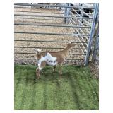 ARCF6885 BOTTLE BABY BUCK 21# P32