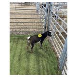 ARCF6887 TRI COLOR BOTTLE BABY BUCK 22# P32